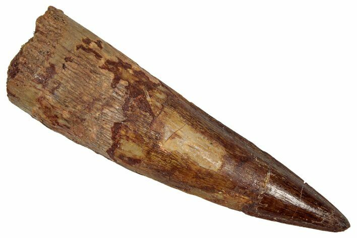 Fossil Spinosaurus Tooth - Real Dinosaur Tooth #352994